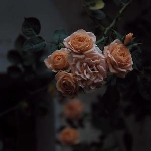 免费大雷的宝藏库
